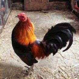 2 week keep for gamefowl.